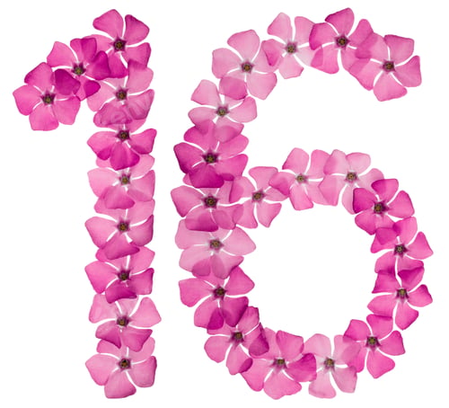 Preview: Numeral 16, sixteen, from natural pink flowers of periwinkle, isolated on white background