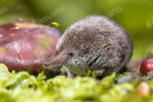 Preview: Eurasian pygmy shrew natural habitat