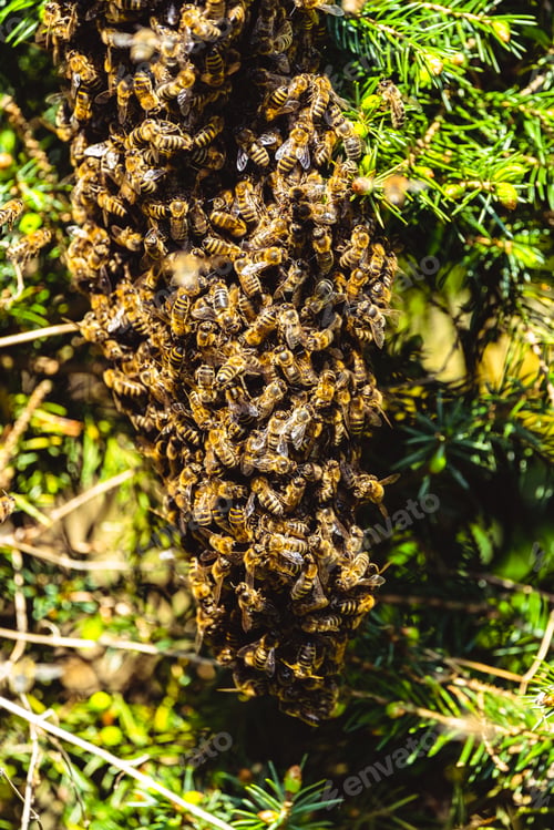 Preview: A swarm of European honey bees clinging to a bee queen on a bush