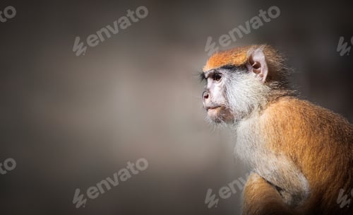 Preview: Baby Patas monkey portrait