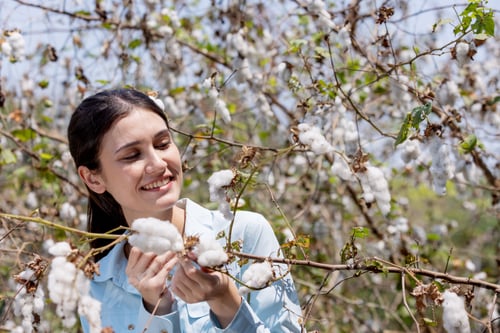 Preview: Young woman checking cotton in a cotton plants.