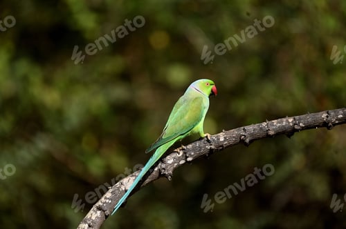 Preview: Green parrot perched on a tree branch