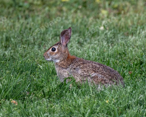 Preview: Cute rabbit sitting in grass gazes