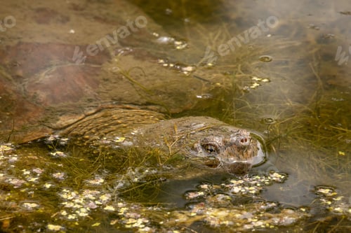 Preview: Closeup shot of a common snapping turtle's head in a dirty lake water