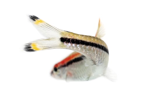 Preview: Back view of a Denison barb, fish, Sahyadria denisonii, isolated on white