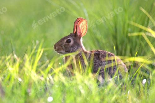 Preview: Grey small hare eating grass on summer field. Wild rabbit in nature