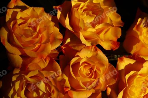 Preview: beautiful bouquet of orange roses with delicate petals