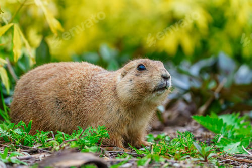 Preview: Close-up portrait of an alert prairie dog sitting on the grass and looking away