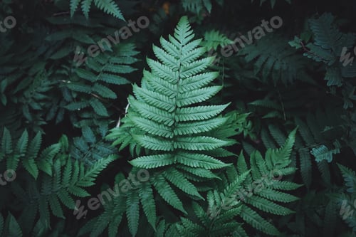 Preview: Green fern leaves in the rain forest