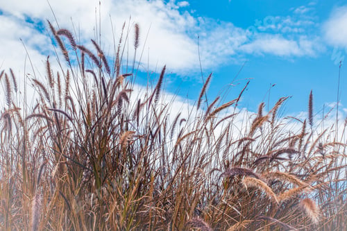 Preview: Landscape of beautiful plants and pastures with a blue sky and white clouds