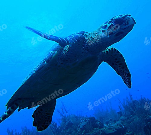 Preview: Turtle underwater in blue ocean with light