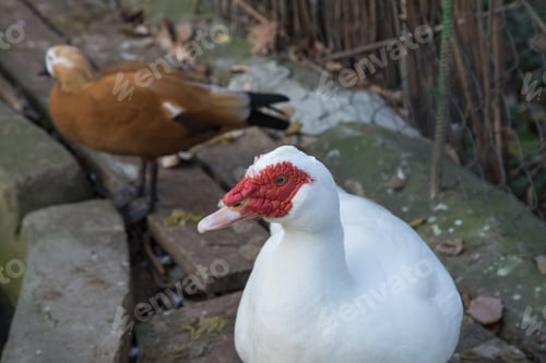 Preview: White and brown wild ducks.