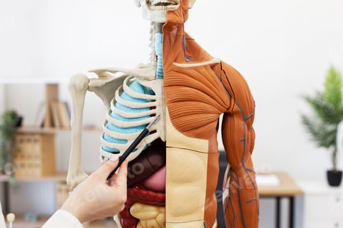 Preview: Medical professional pointing at human anatomy model