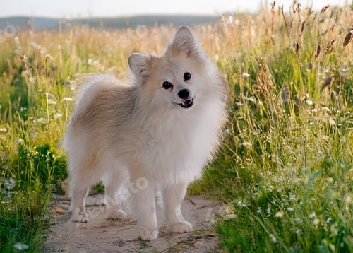 Preview: dog in nature