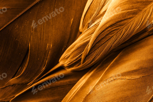 Preview: orange feather pigeon macro photo. texture or background