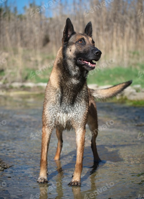 Preview: malinois in the river