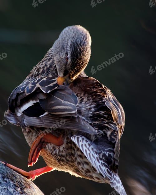 Preview: Yoga Duck