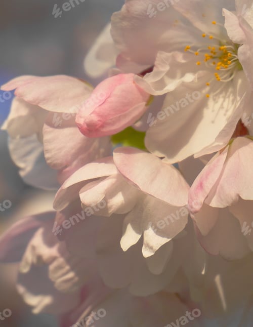 Preview: Delicate and beautiful cherry blossom against blue sky background. Sakura blossom. Japanese cherry b