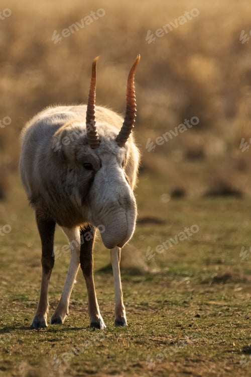 Preview: Saiga antelope or Saiga tatarica walks in steppe near waterhole in winter