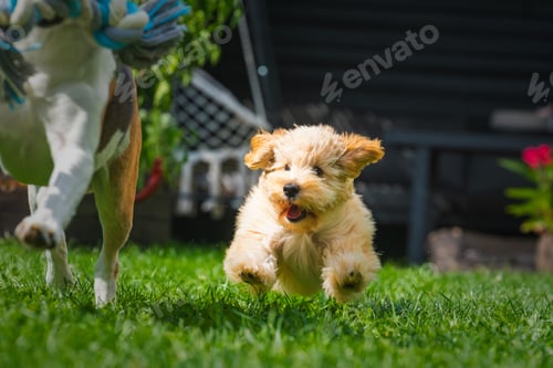 Preview: Happy Puppy Running in the Grass with Dog Toy