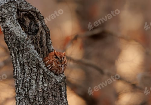 Preview: An Eastern Screech Owl at Sunrise