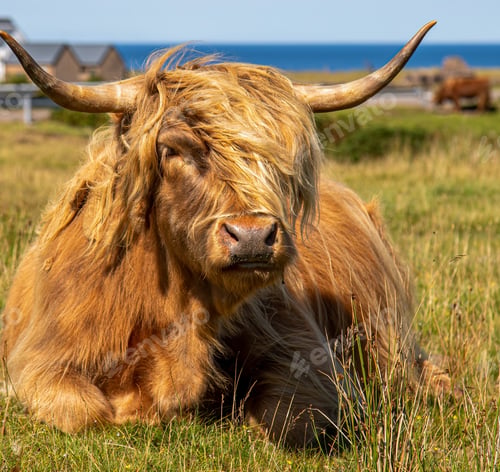 Preview: Fluffy brown highland cattle enjoying the sunshine in the green field
