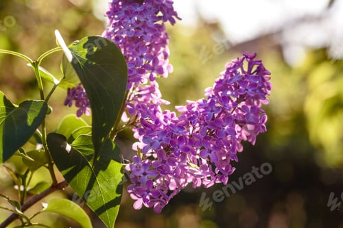 Preview: Beautiful lilac flowers branch on a dark background, natural spring background
