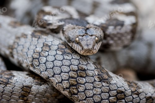 Preview: A detail shot of European Cat snake (Telescopus fallax) or Soosan Snake, on the island of Malta.