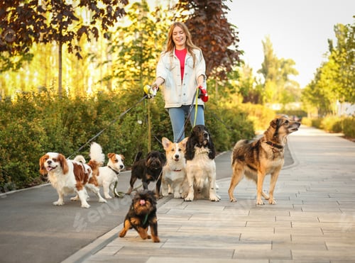 Preview: Young woman walking adorable dogs in park