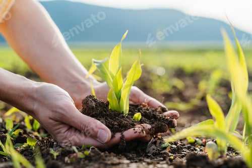 Preview: Corn plant sapling in hands on agricultural field area. Woman holding in hands green sprout seedling
