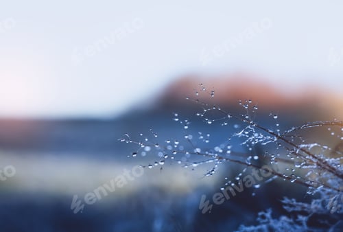 Preview: Winter scene beautiful natural water drop on branches tree with blurry field in morning light