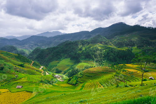 Preview: Rice fields on terraced of Mu Cang Chai, YenBai, Vietnam. Rice fields