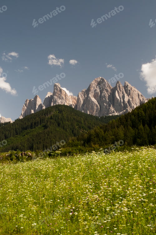 Preview: Wildflower meadow and Odle mountain skyline, Funes Valley, Dolomites, Italy