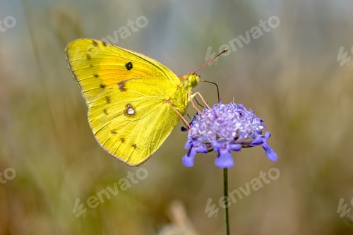 Preview: Clouded Yellow butterfly feeding on nectar