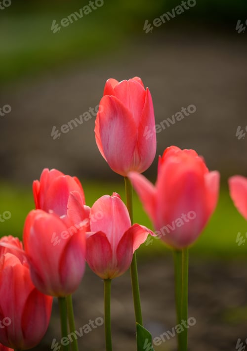 Preview: Tulip flower in spring