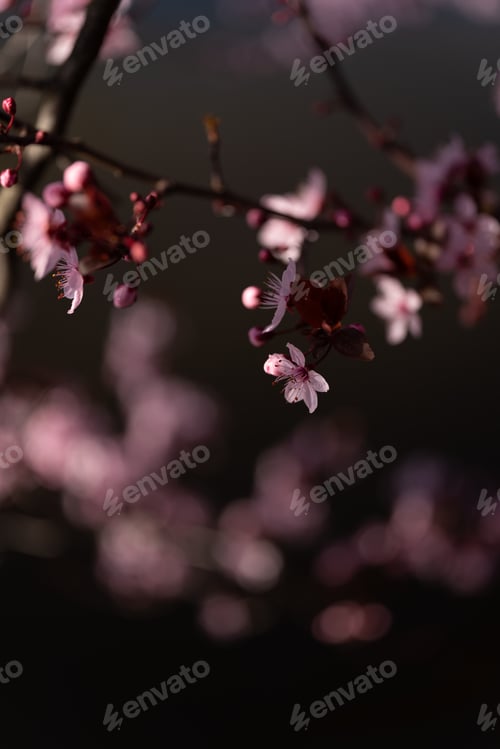 Preview: Plants white blossoms
