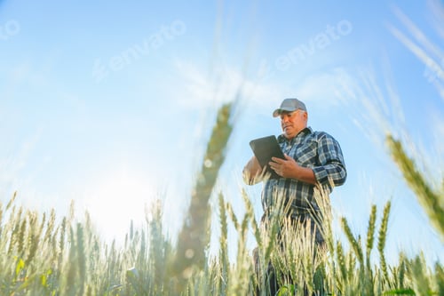 Visualização: Vista lateral de um fazendeiro idoso sério rolando o tablet enquanto está em um campo de trigo