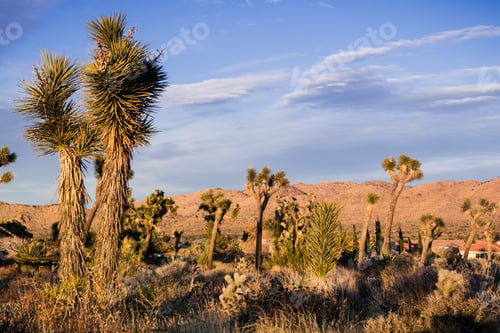 Preview: Joshua Trees at sunset