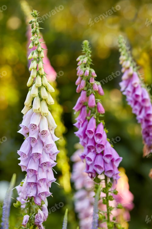Preview: The foxgloves in the garden. Colorful foxgloves - digitalis purpurea.