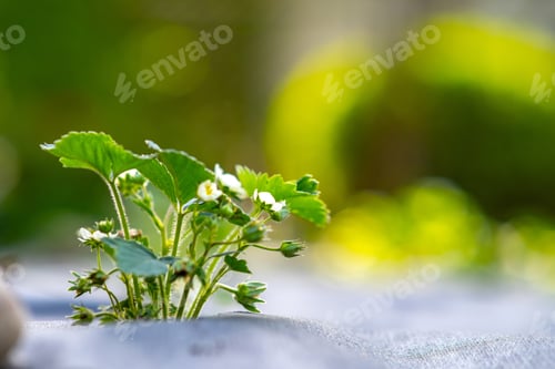 Preview: Closeup of small green strawberry plants with white flowers growing outdoors in summer garden