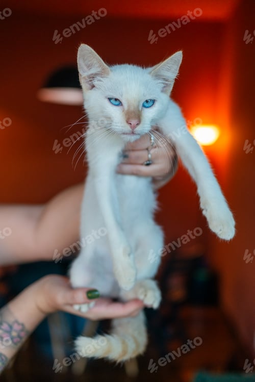 Preview: Person holding a curious white kitten with blue eyes.