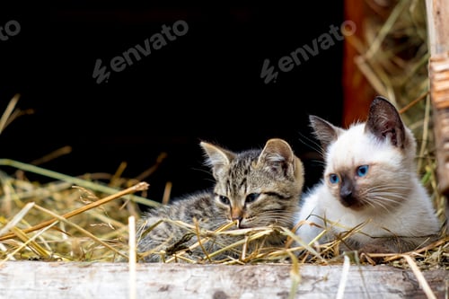 Preview: Two kittens resting in hay, Ural, Sverdlovsk, Russia, Europe