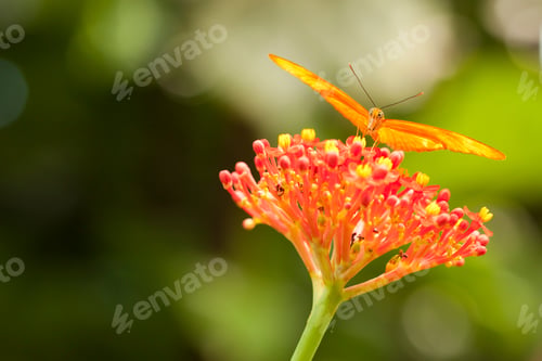Preview: Beautiful Orange Butterfly on Colorful Flower Against Green Background.