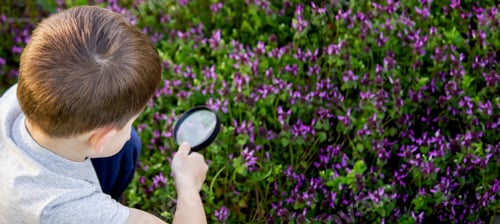 Preview: the boy looks at the flower through a magnifying glass