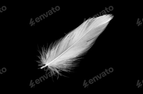 Preview: white duck feathers isolated on black background