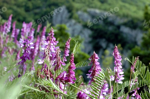 Preview: Purple flowers in the meadow