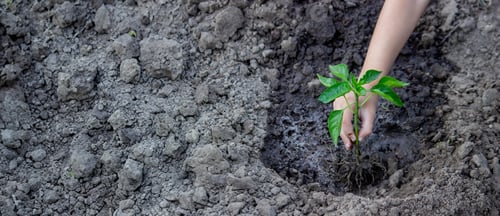 Preview: The child is planting in the garden. Selective focus.