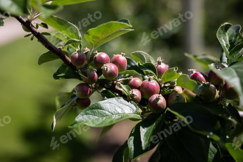 Preview: apple tree orchid grow blue sky branch fruit
