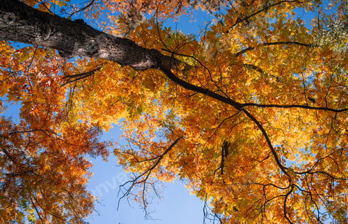 Preview: Big Autumn Tree