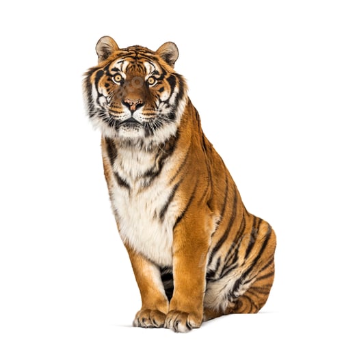 Preview: Tiger isolated